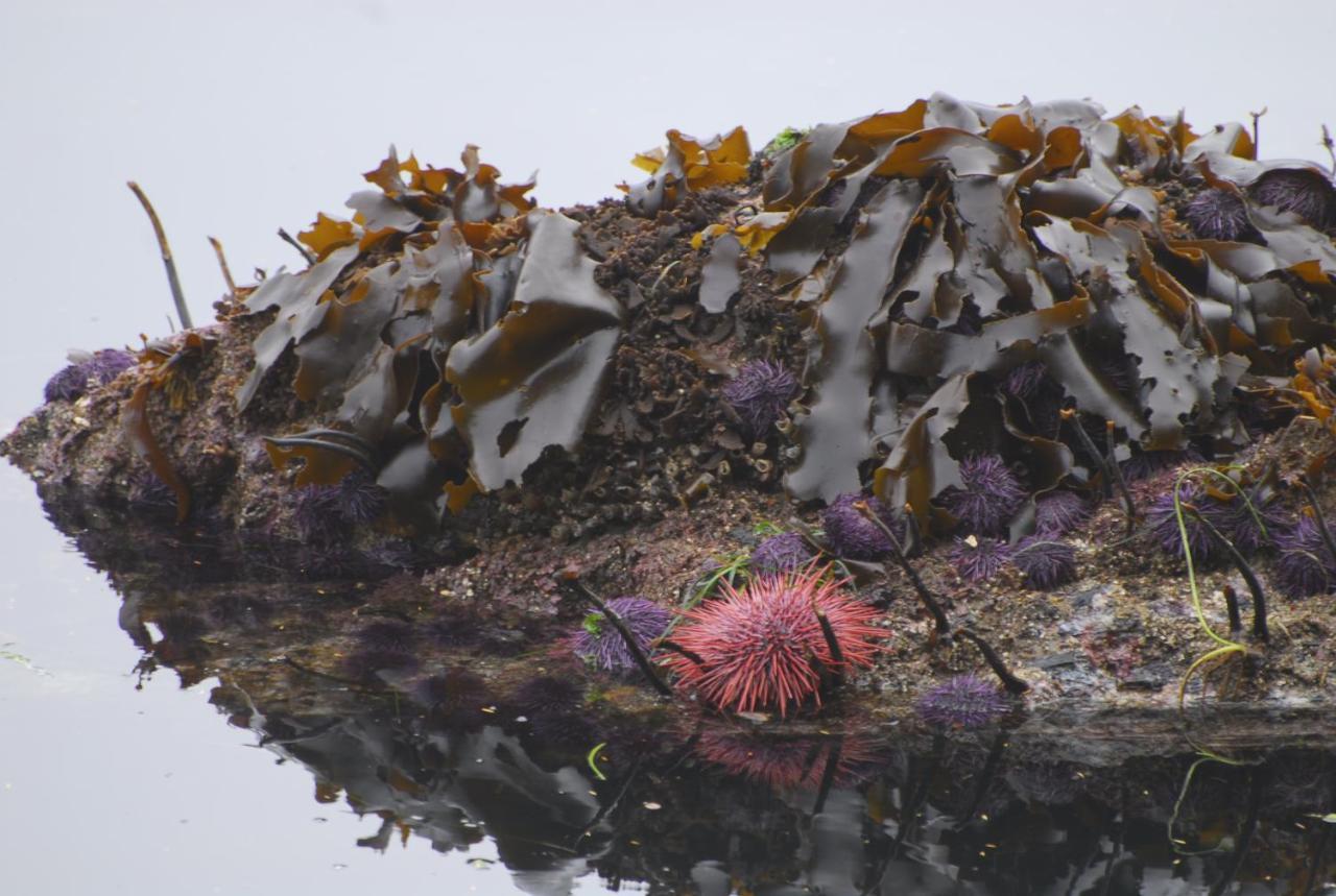 Bjorn Holm Villa Port Renfrew Kültér fotó