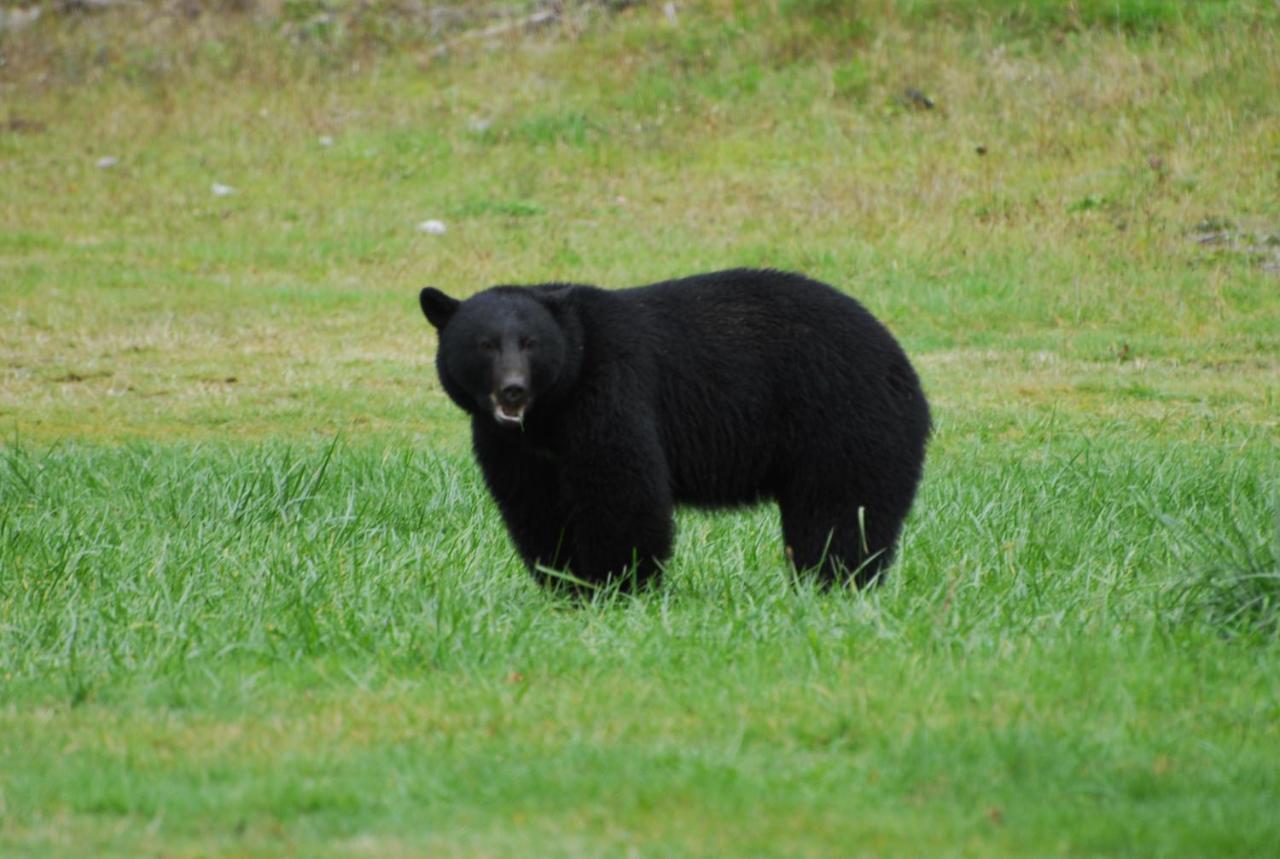 Bjorn Holm Villa Port Renfrew Kültér fotó