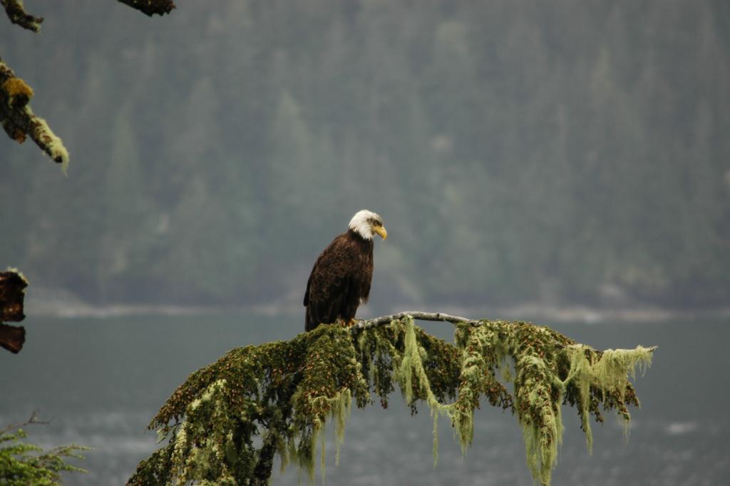 Bjorn Holm Villa Port Renfrew Kültér fotó